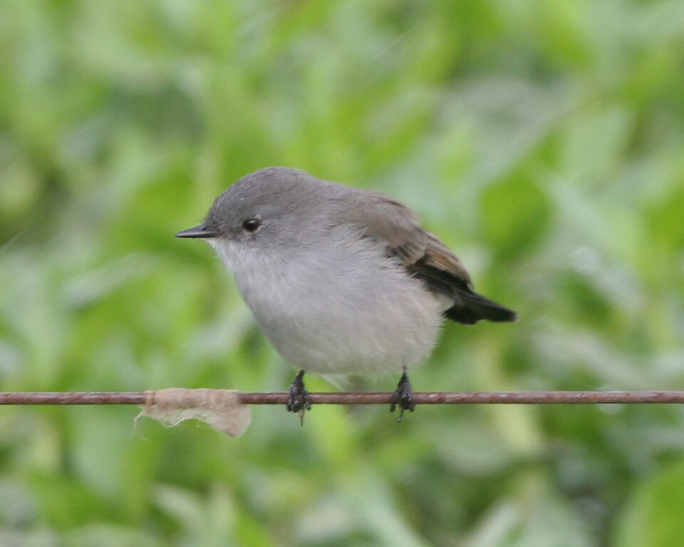 Sooty Tyrannulet