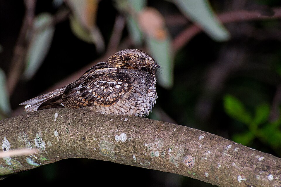 Little Nightjar