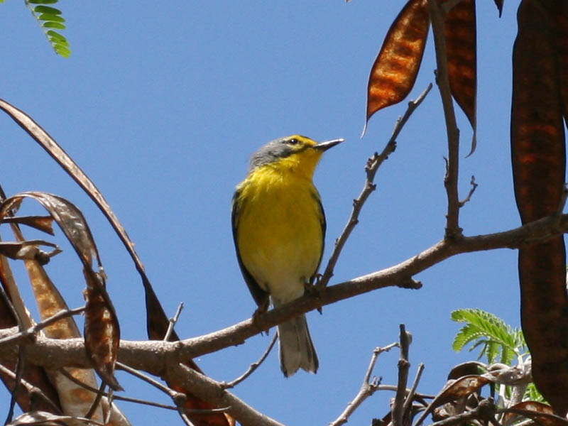Adelaide's Warbler