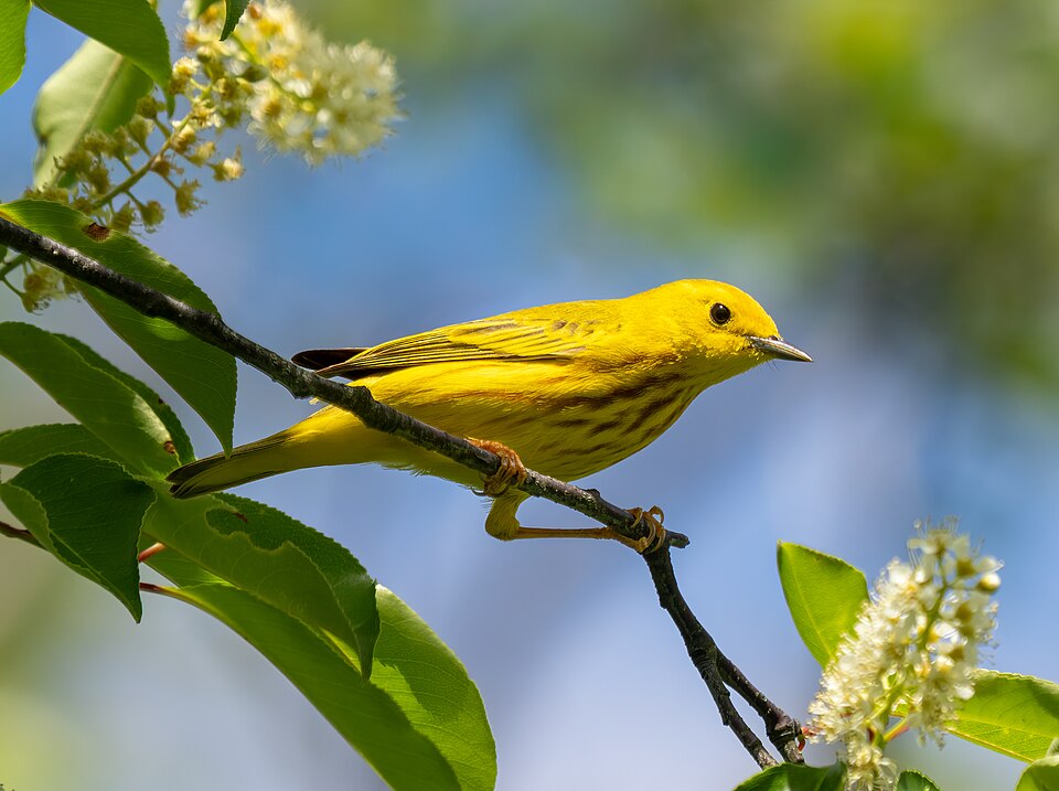 American Yellow Warbler