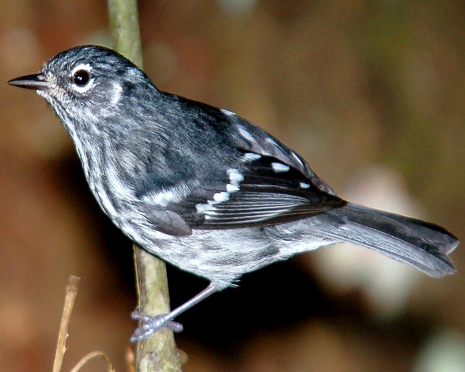 Elfin Woods Warbler