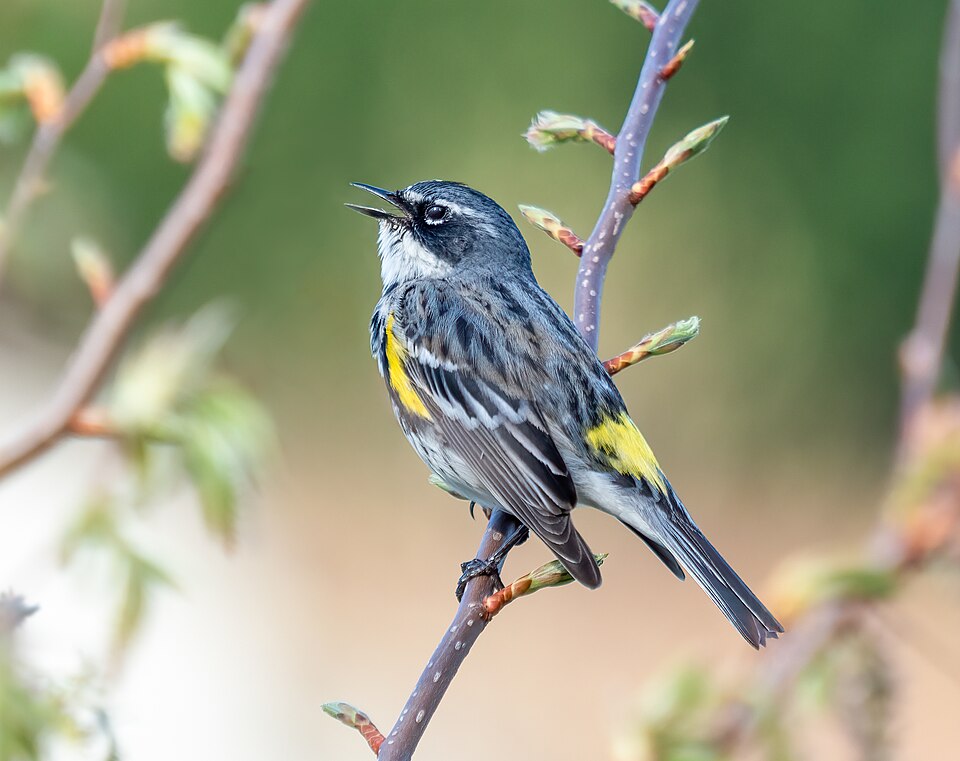 Myrtle Warbler