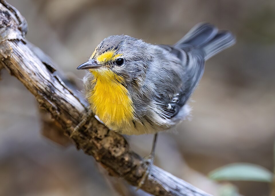 Grace's Warbler