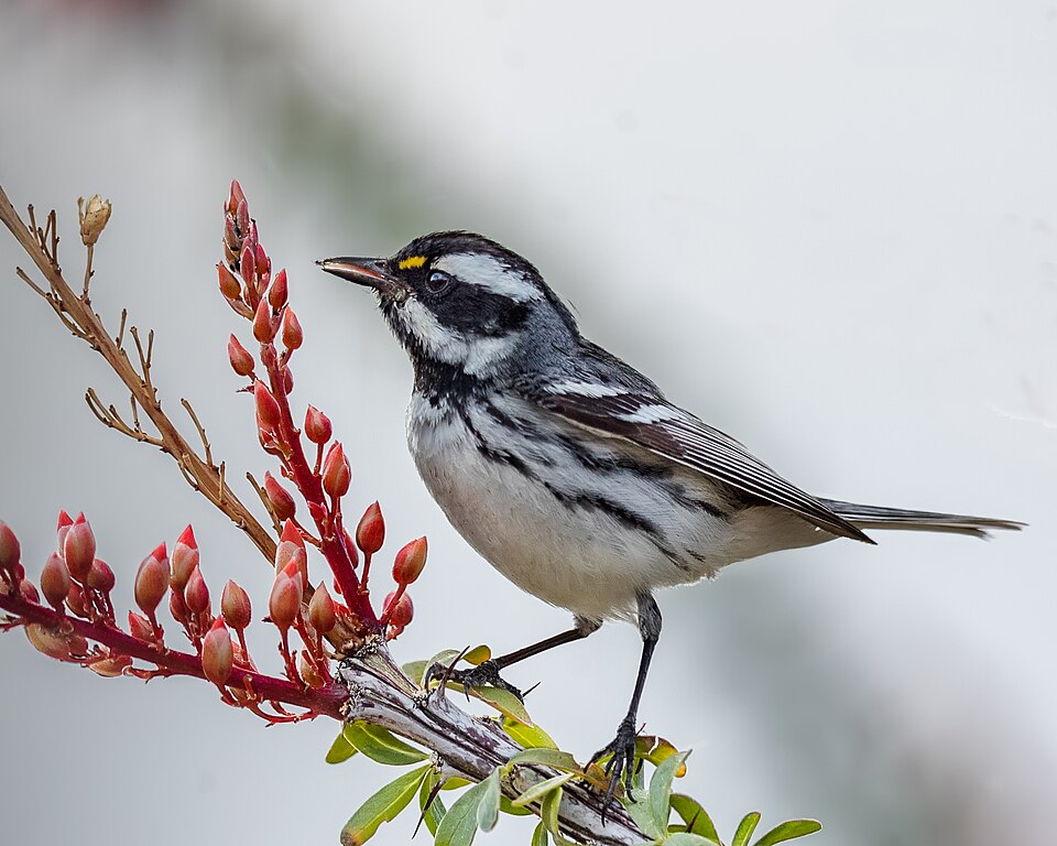Black-throated Grey Warbler