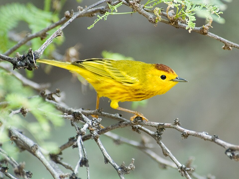 Mangrove Warbler