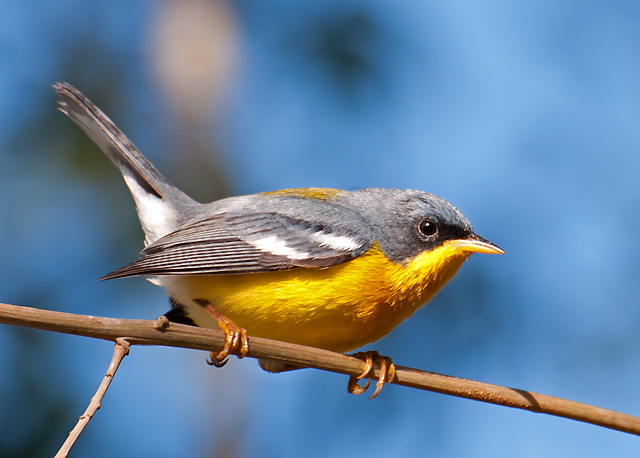 Tropical Parula