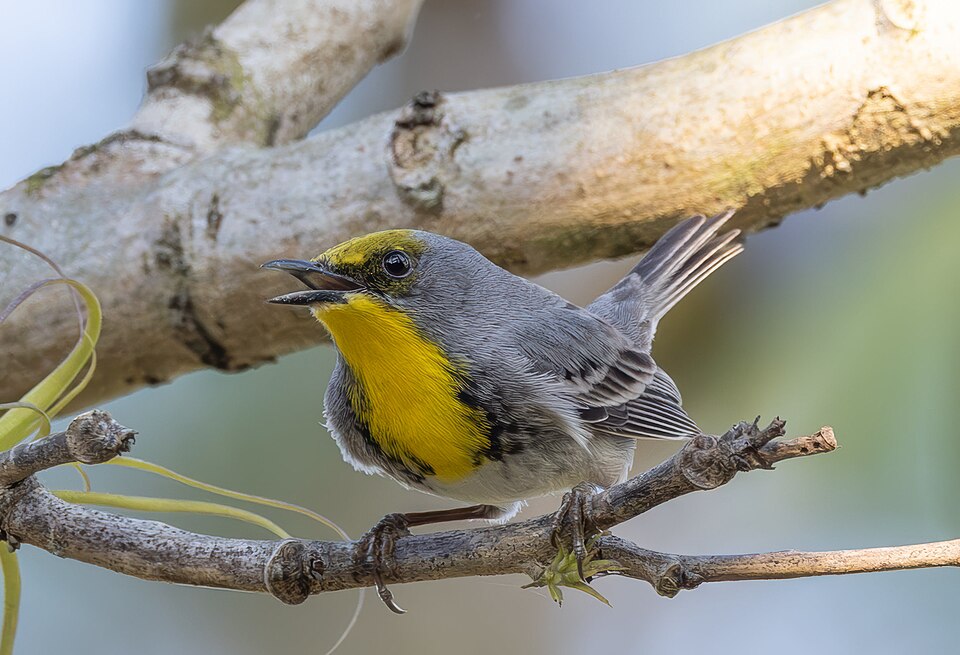 Olive-capped Warbler