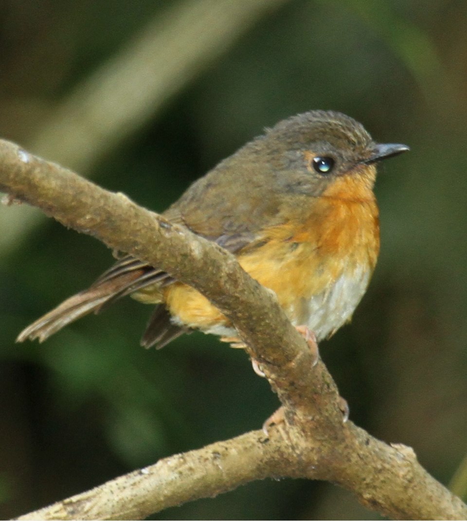 Equatorial Akalat