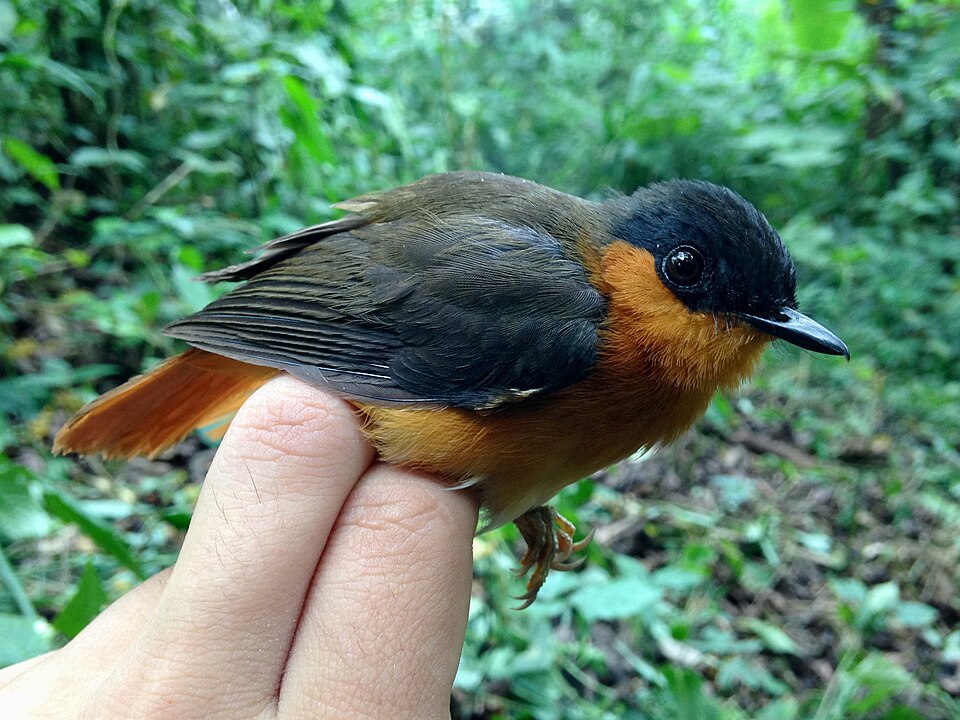 Short-tailed Akalat