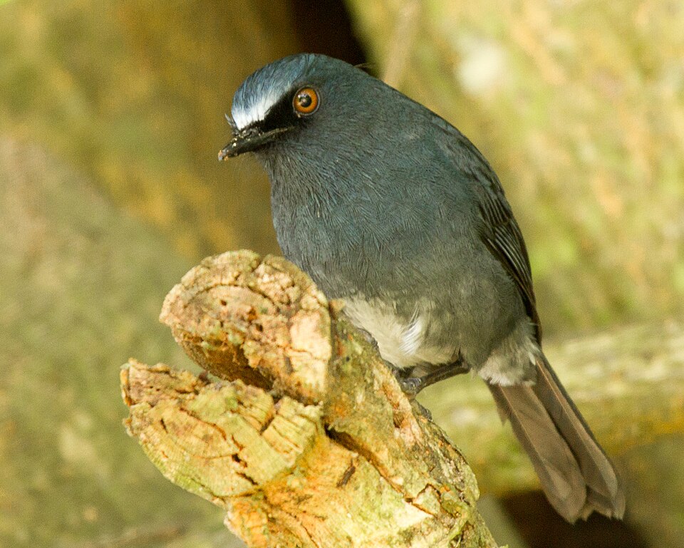 White-bellied Blue Robin
