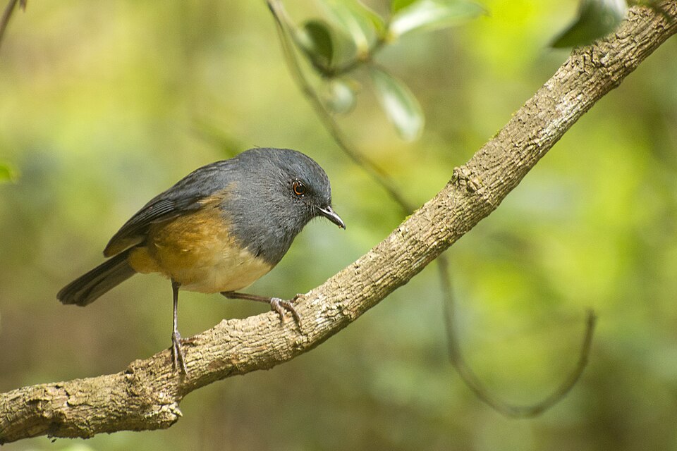 Nilgiri Blue Robin