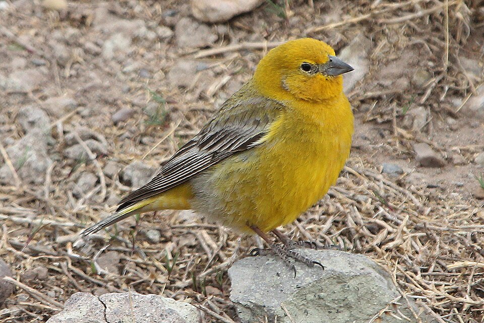 Greater Yellow Finch