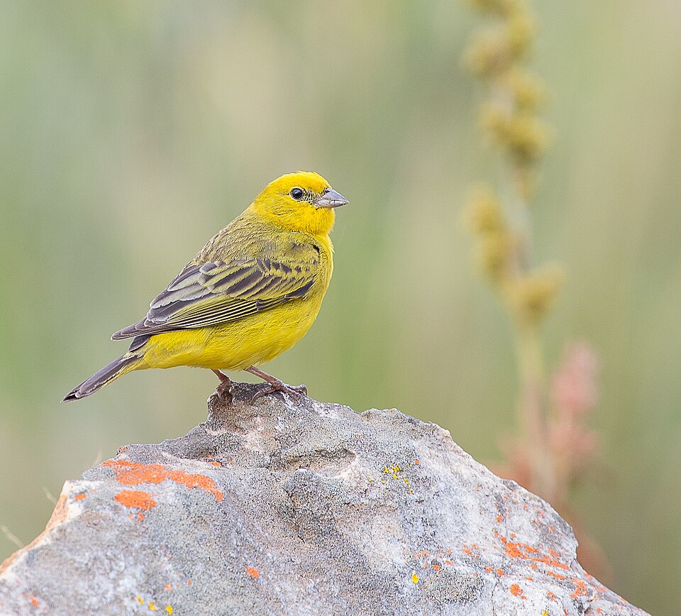 Stripe-tailed Yellow Finch