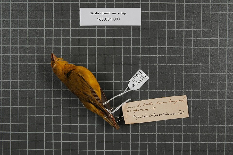 Orange-fronted Yellow Finch