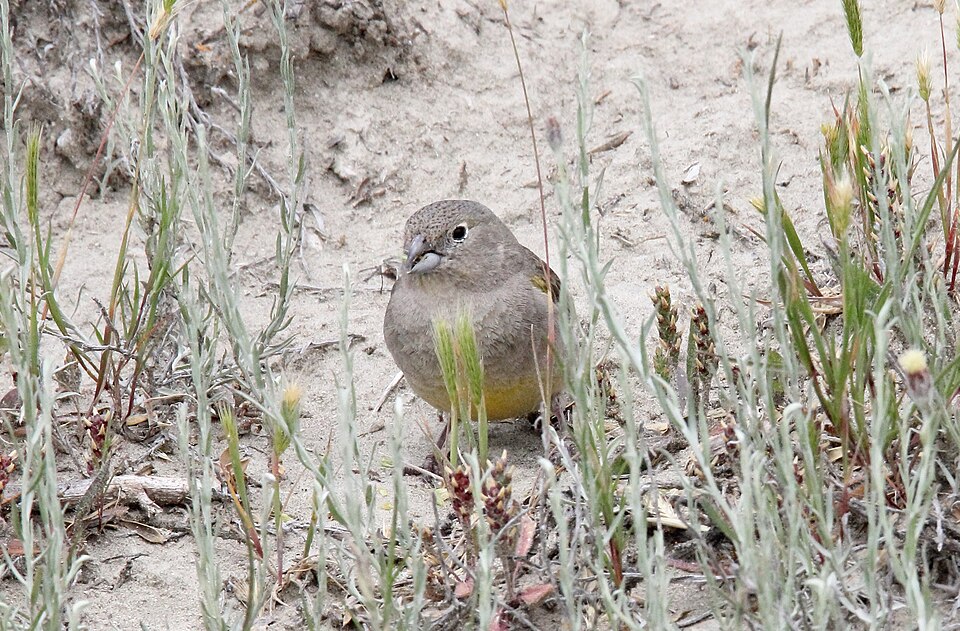 Patagonian Yellow Finch