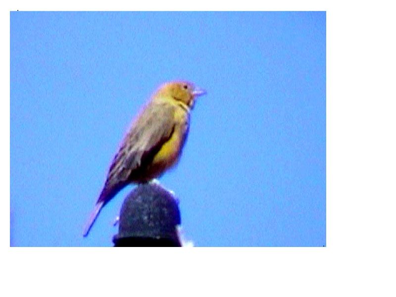 Puna Yellow Finch