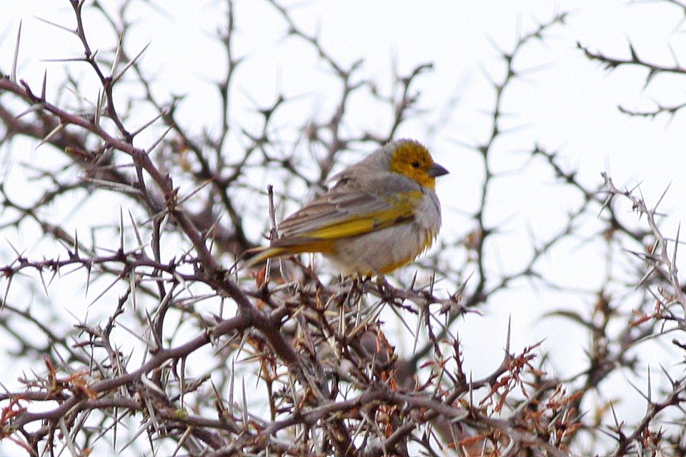 Citron-headed Yellow Finch