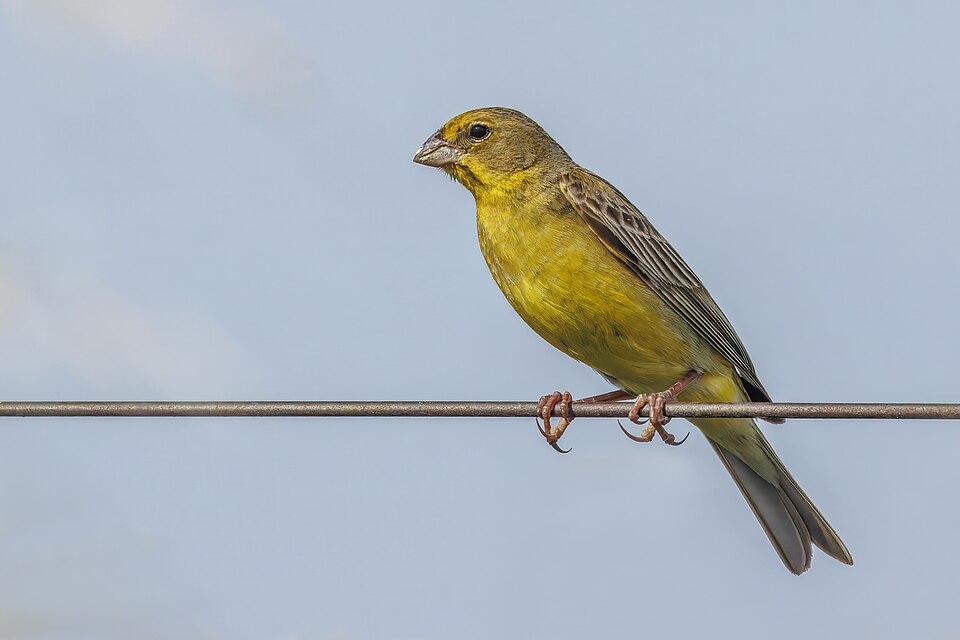 Grassland Yellow Finch