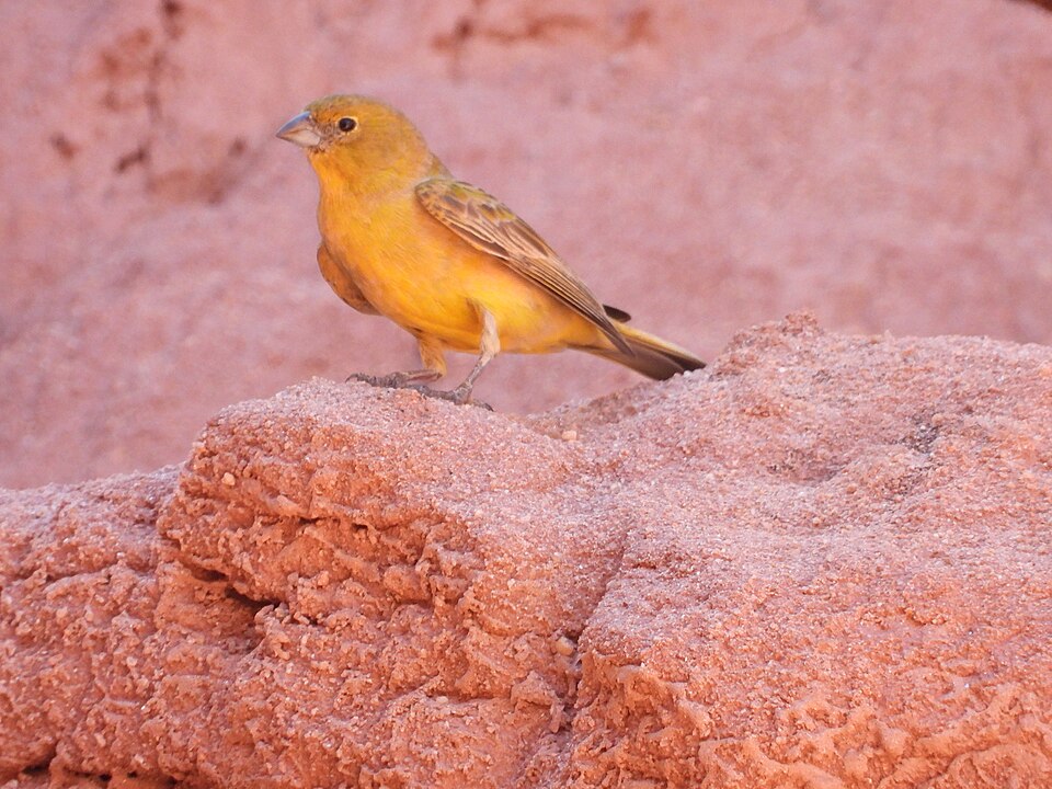 Monte Yellow Finch