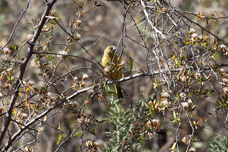 Greenish Yellow Finch