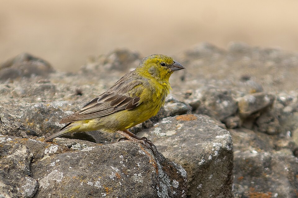 Raimondi's Yellow Finch