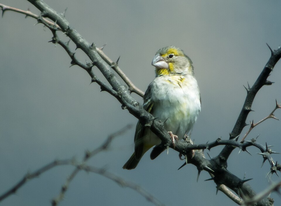 Sulphur-throated Finch
