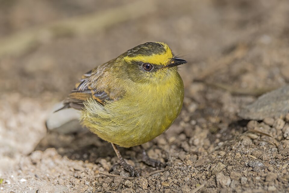 Yellow-bellied Chat-Tyrant