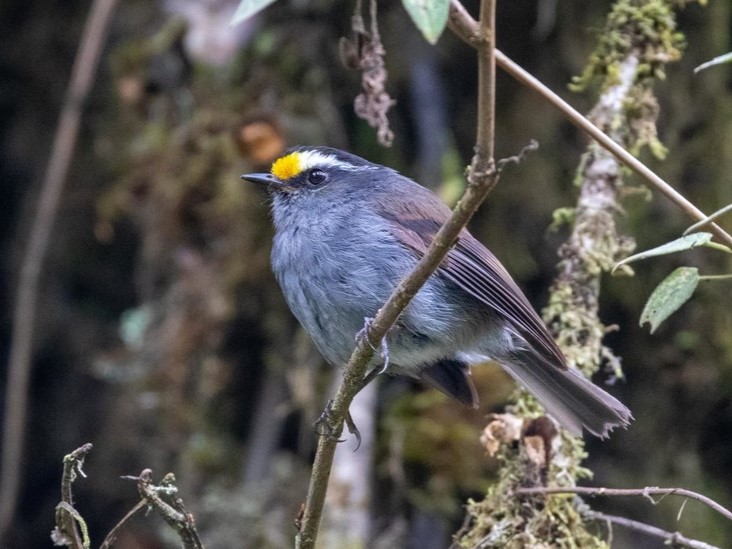 Crowned Chat-Tyrant