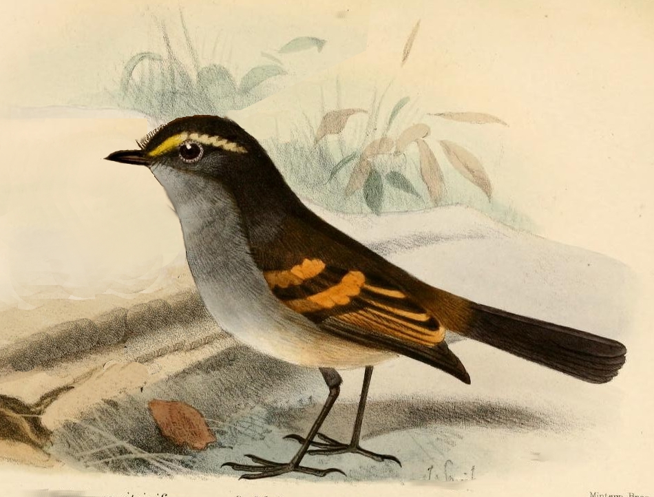 Golden-browed Chat-Tyrant