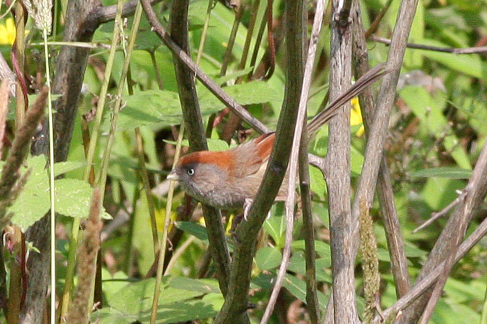 Ashy-throated Parrotbill
