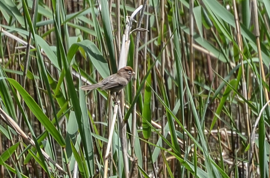 Spectacled Parrotbill