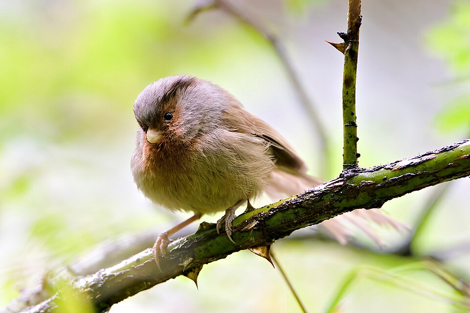 Przevalski's Parrotbill
