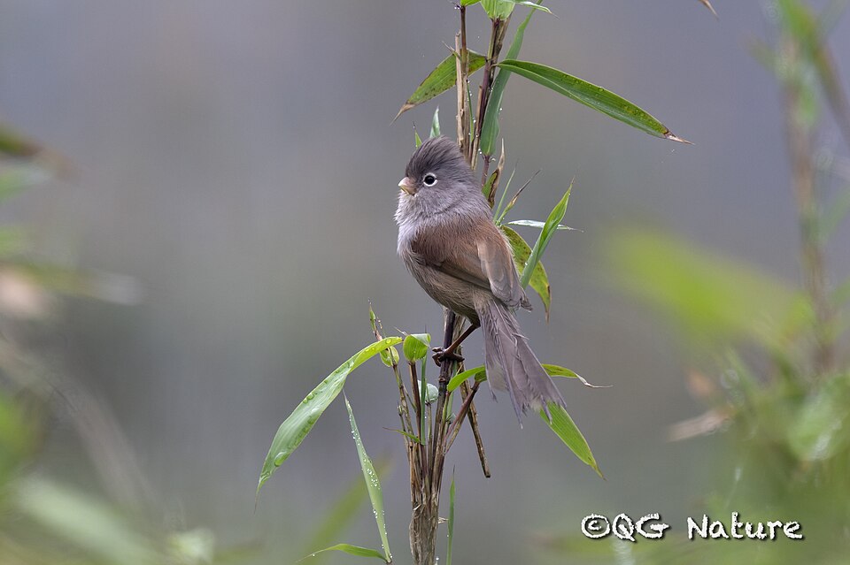 Grey-hooded Parrotbill