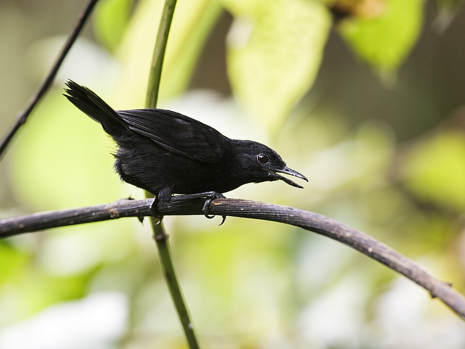 Stub-tailed Antbird