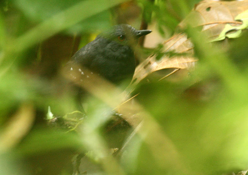 Esmeraldas Antbird
