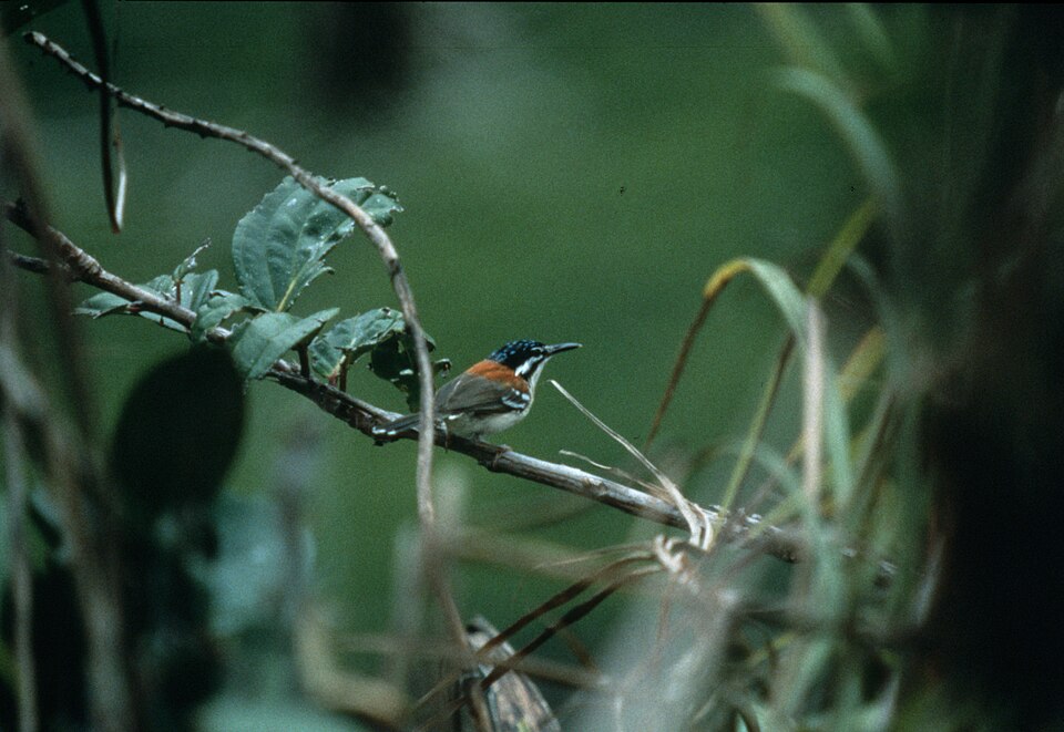 Wallace's Fairywren