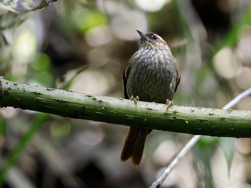Spectacled Prickletail