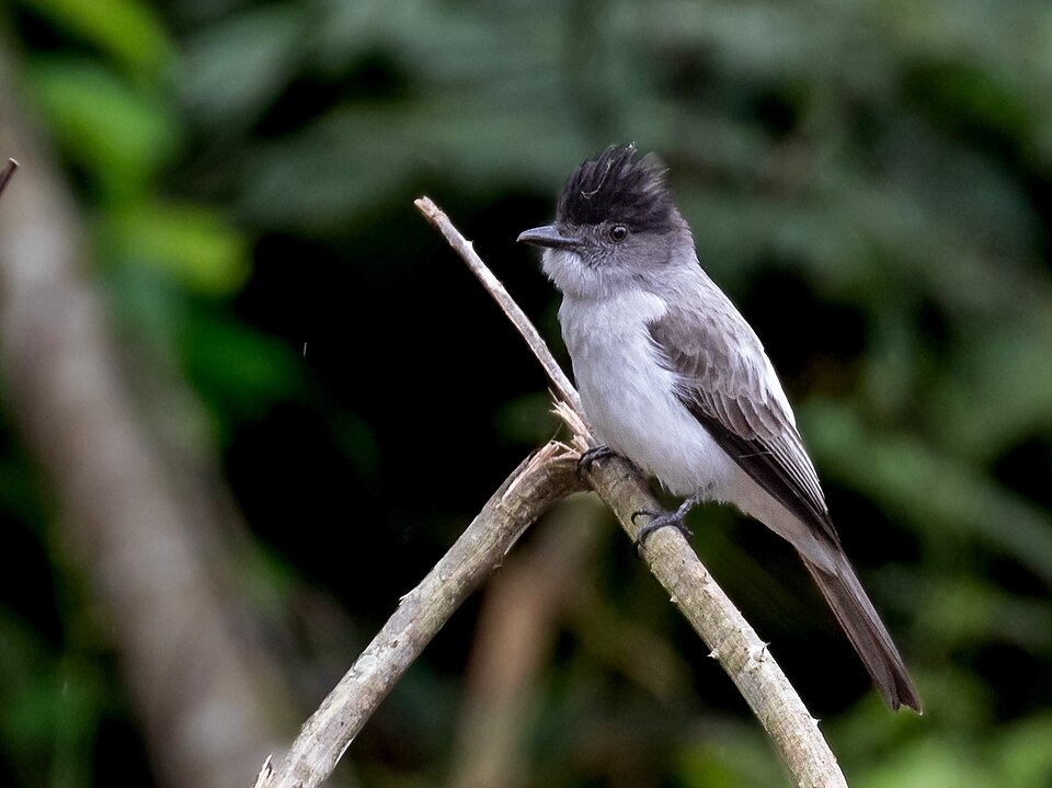 White-rumped Sirystes