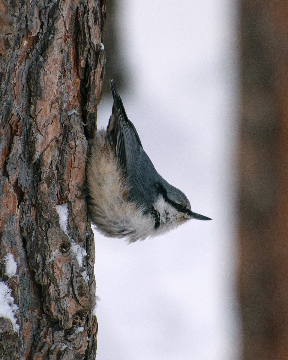 Siberian Nuthatch