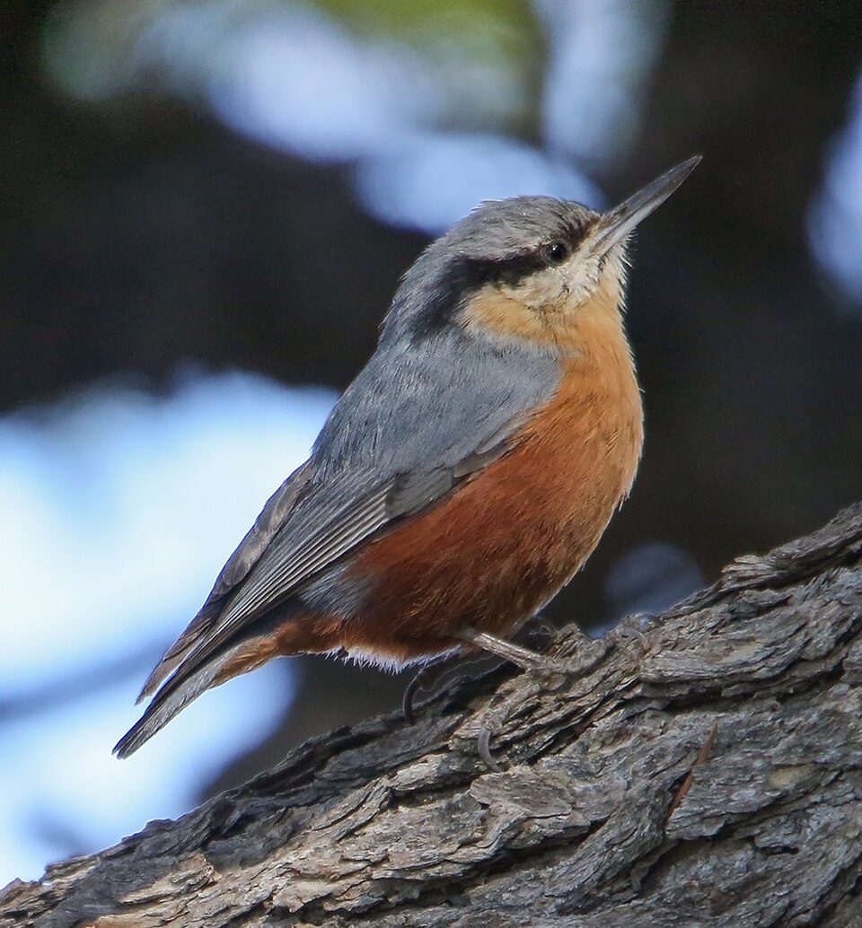 Kashmir Nuthatch