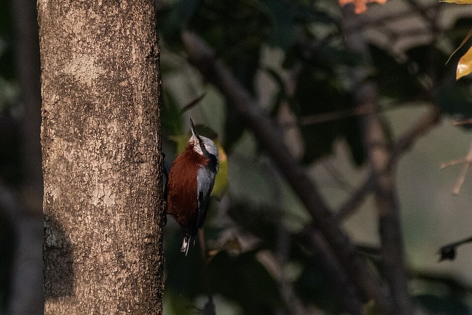 Indian Nuthatch