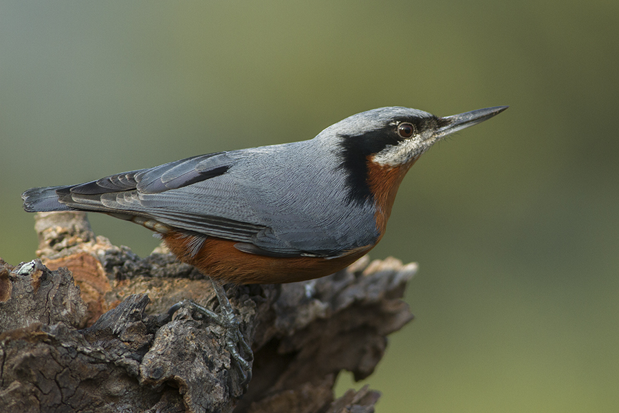 Chestnut-bellied Nuthatch