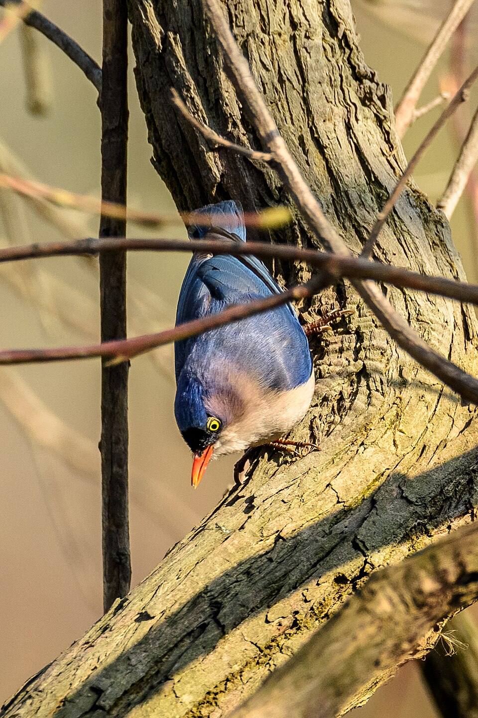 Velvet-fronted Nuthatch