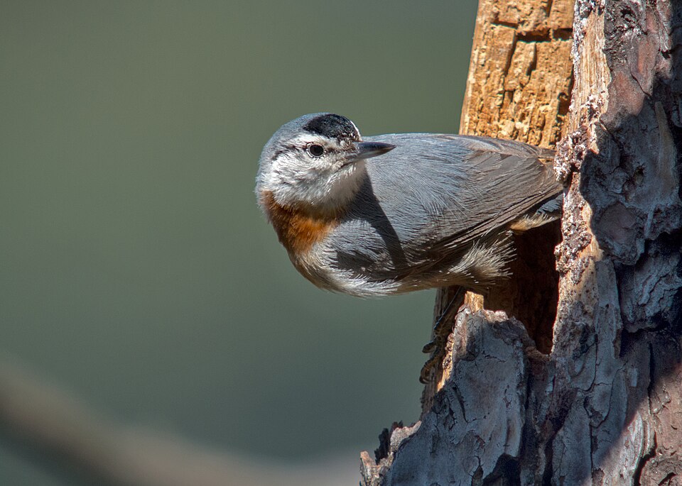 Krüper's Nuthatch