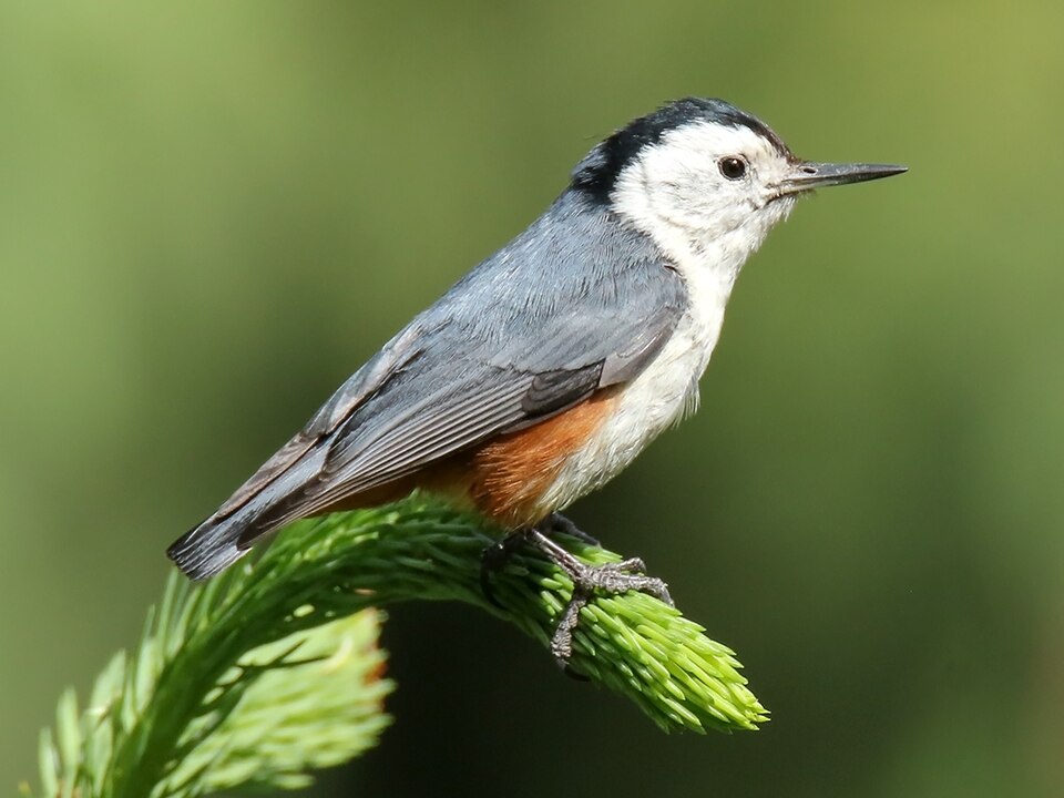 White-cheeked Nuthatch