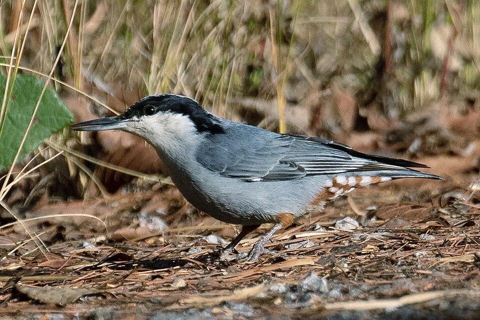 Giant Nuthatch