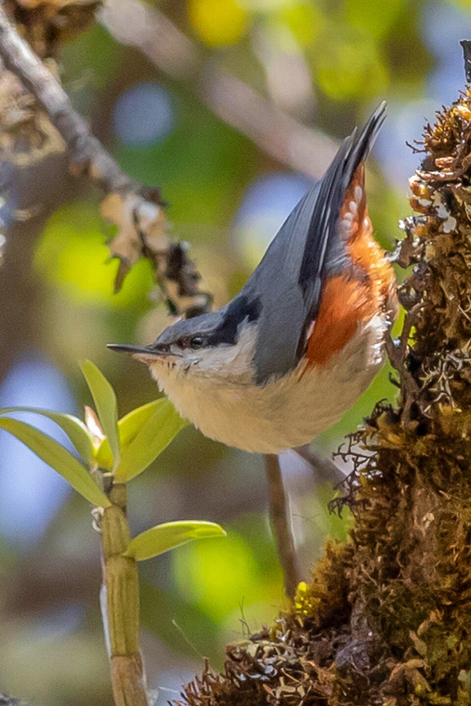 Chestnut-vented Nuthatch