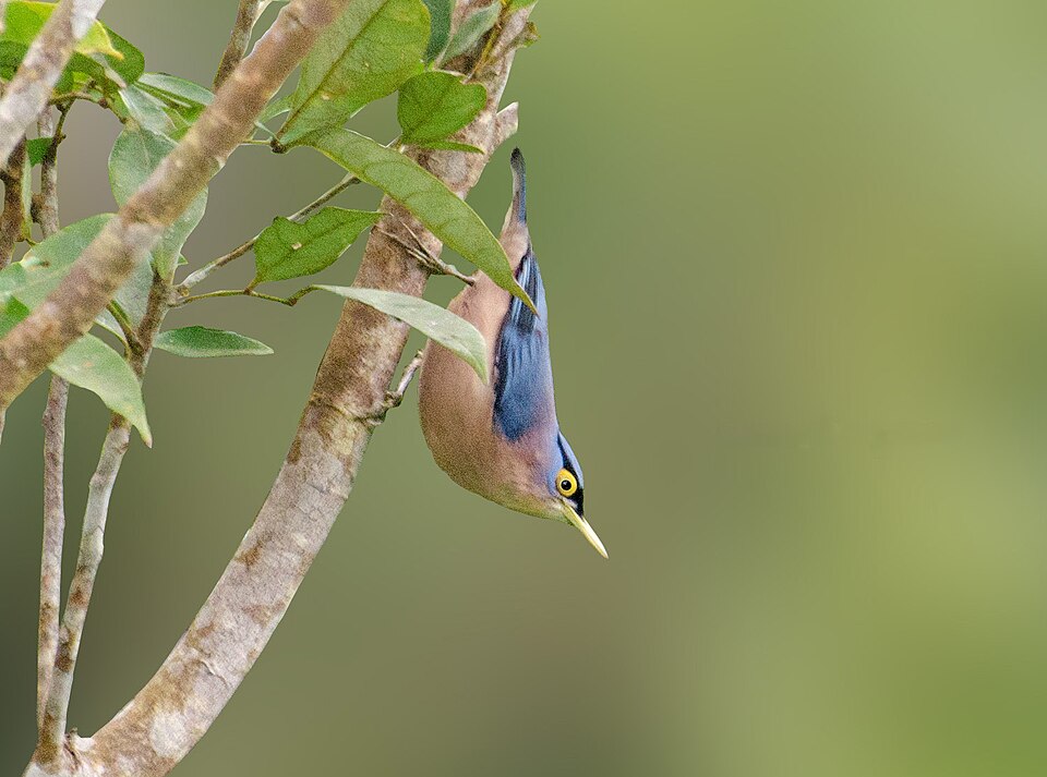 Sulphur-billed Nuthatch