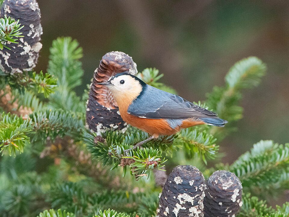 Przevalski's Nuthatch