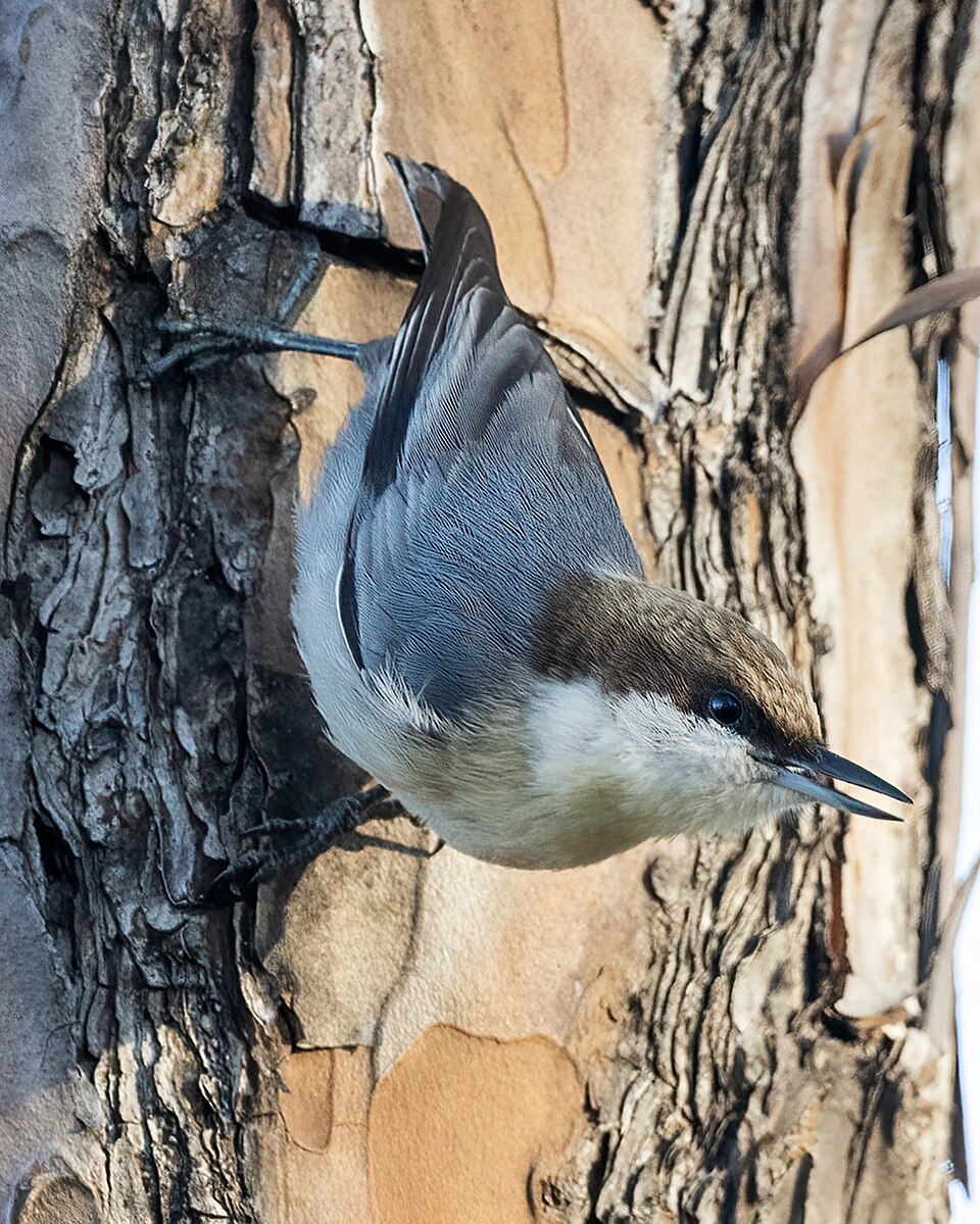 Brown-headed Nuthatch